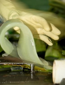 Aloe Vera Gelly Αγνό Ζελέ Αλόης Για ανακούφιση, καταπράυνση, ενυδάτωση, ανάπλαση, περιποίηση