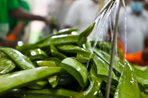 Aloe Vera Gelly Αγνό Ζελέ Αλόης Για ανακούφιση, καταπράυνση, ενυδάτωση, ανάπλαση, περιποίηση