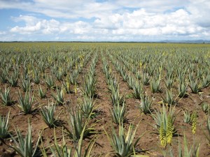Aloe Vera Gelly Αγνό Ζελέ Αλόης Για ανακούφιση, καταπράυνση, ενυδάτωση, ανάπλαση, περιποίηση