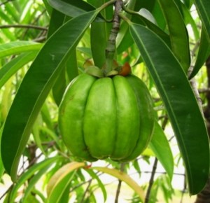 Forever Garcinia Plus-Απώλεια βάρους-Ελεγχος όρεξης