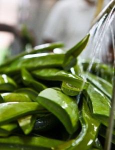 Forever Aloe Vera Gel χυμός Αλόης Βέρα από το εσωτερικό του φύλλου